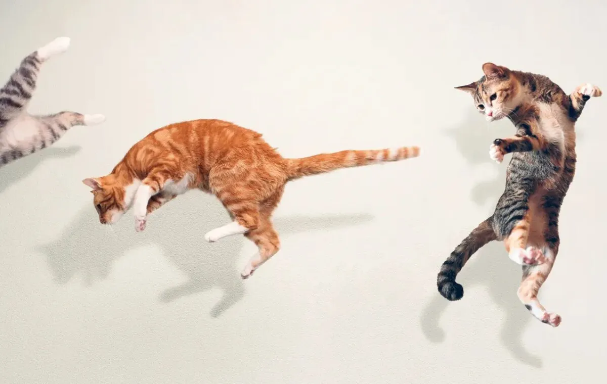 تمام وسایل مورد نیاز برای سرپرستی گربه (مخصوص تازه‌کارها)