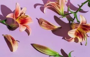 همه‌چیز درباره‌ی گل لیلیوم