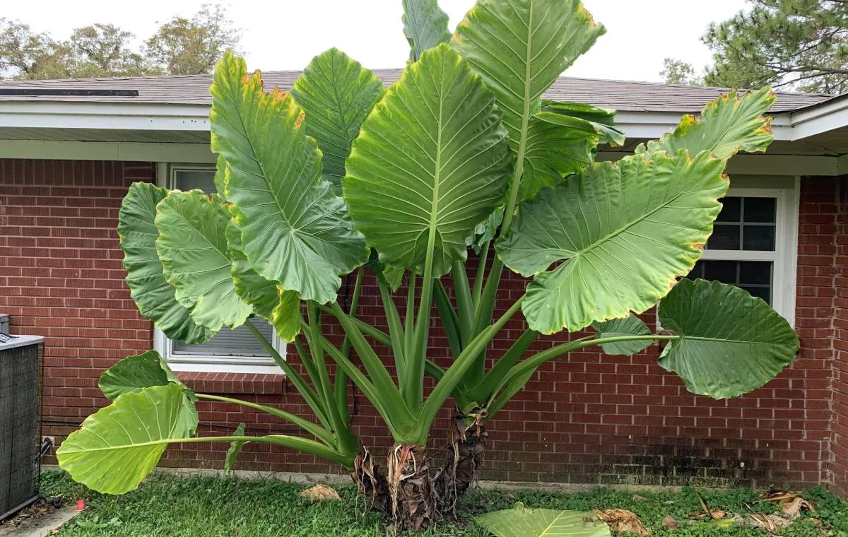 گل بابا آدم