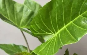 انواع گل بابا آدم