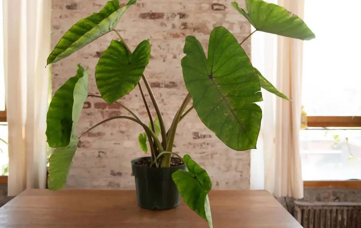 گل بابا آدم گل آپارتمانی