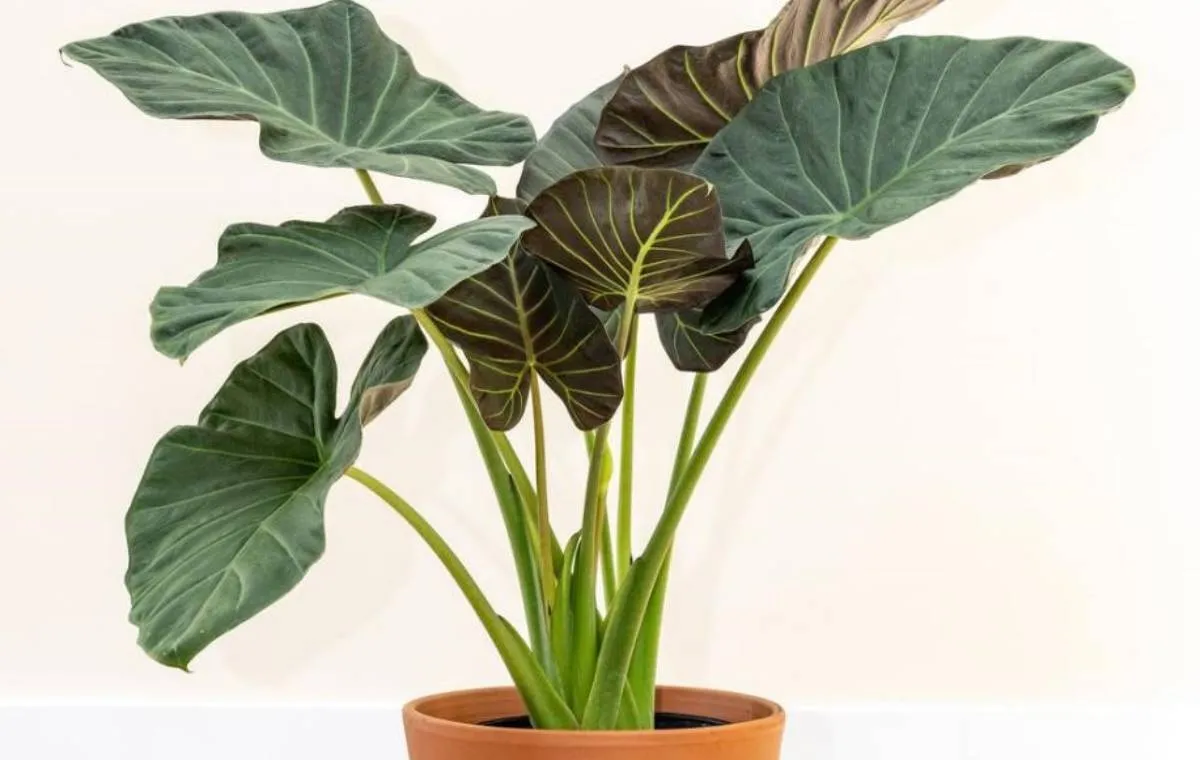 گونه‌های گل بابا آدم