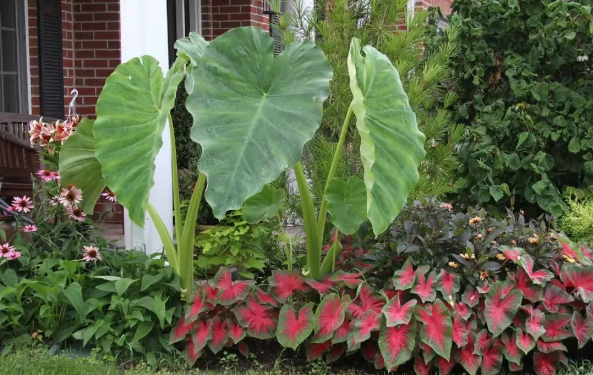 گل بابا آدم 