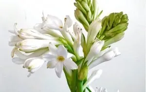 همه چیز درباره گل مریم