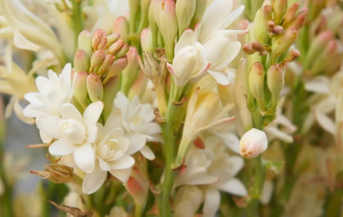 انواع گل مریم 