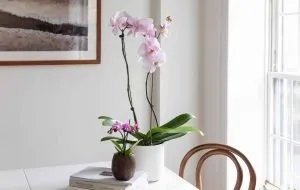 همهچیز دربارهی گل ارکیده