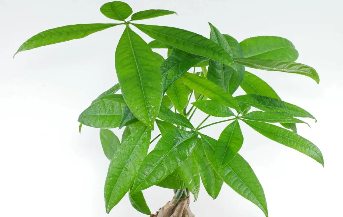 نگهداری گل پاچیرا 