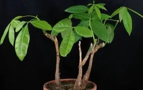 انواع گل پاچیرا