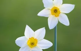 گونه‌های گل نرگس