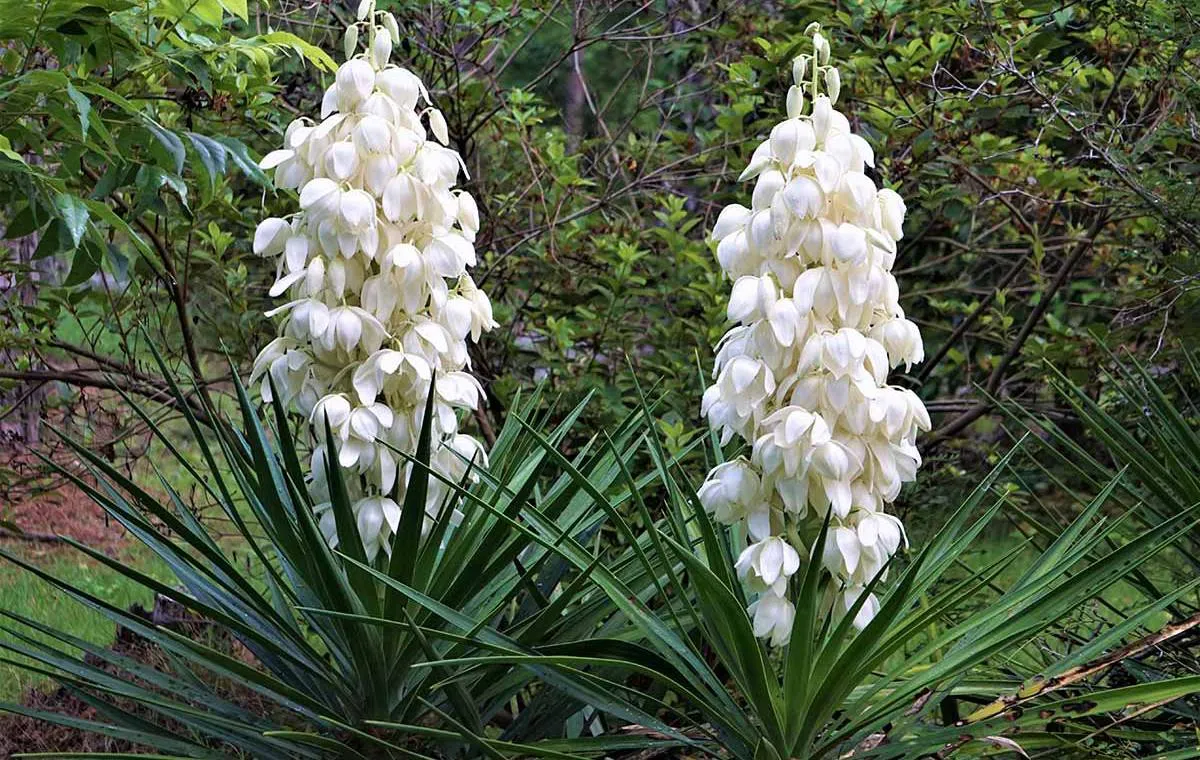 بوته‌ی گل یوکا