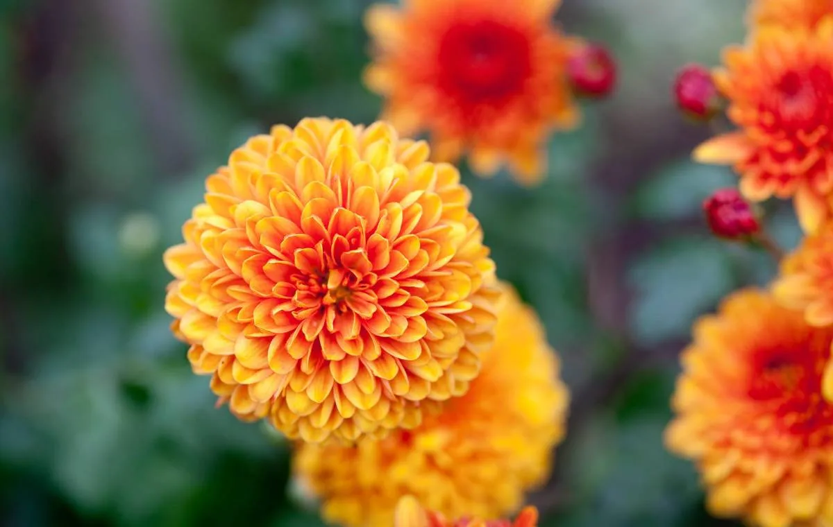 گل داوودی زرد