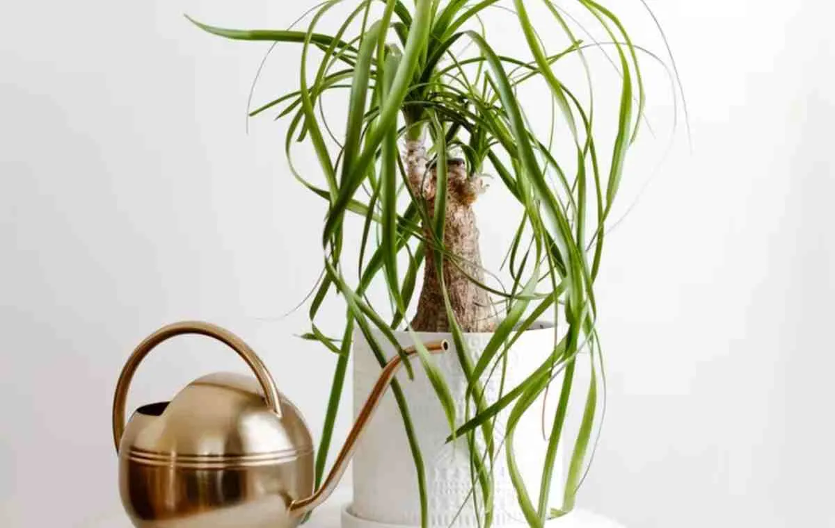 نخل دم اسبی 