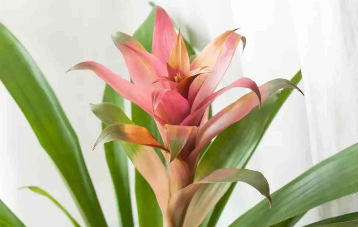 بروملیادها