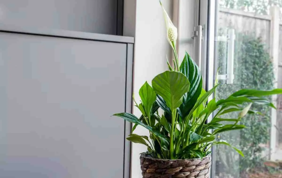 گل چمچه‌ای