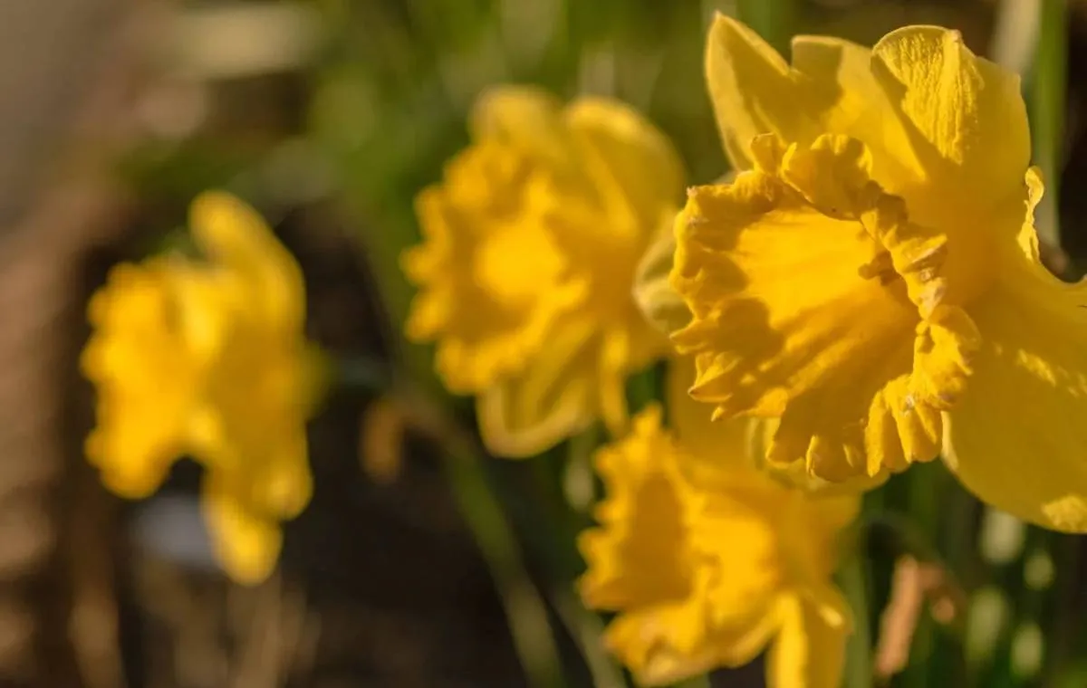 گل نرگس شیراز