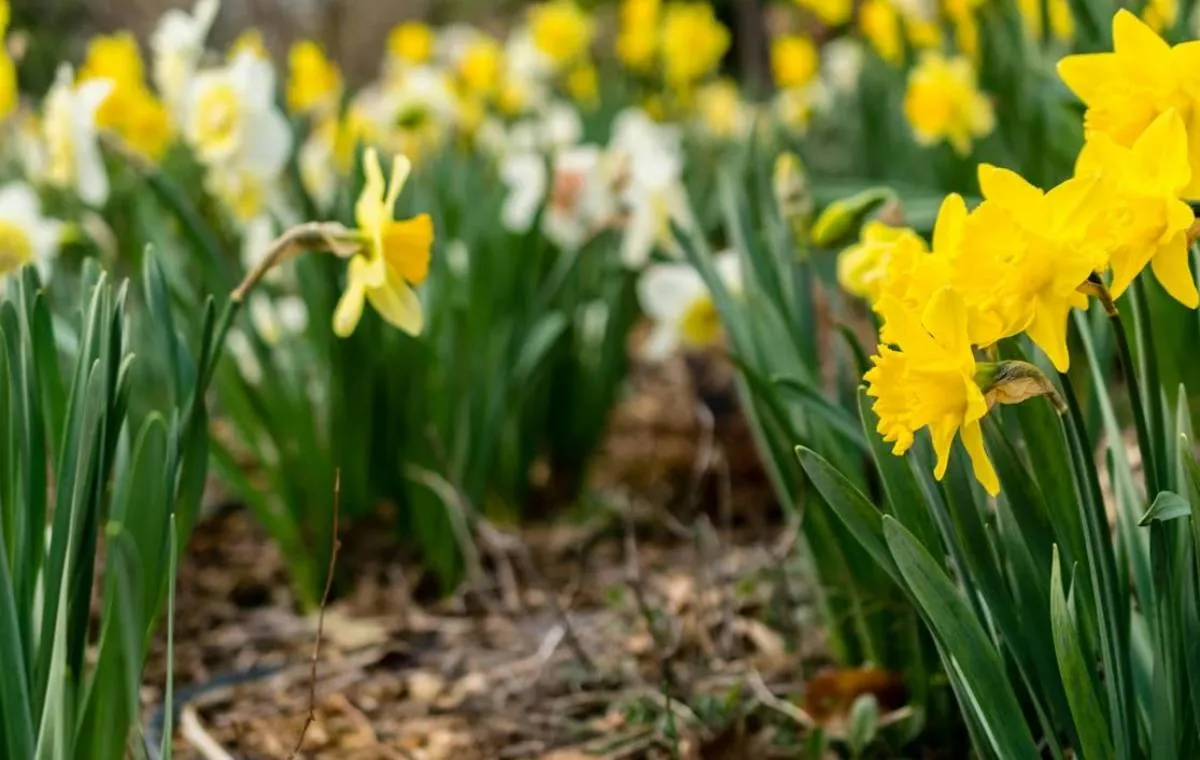 انواع گل نرگس