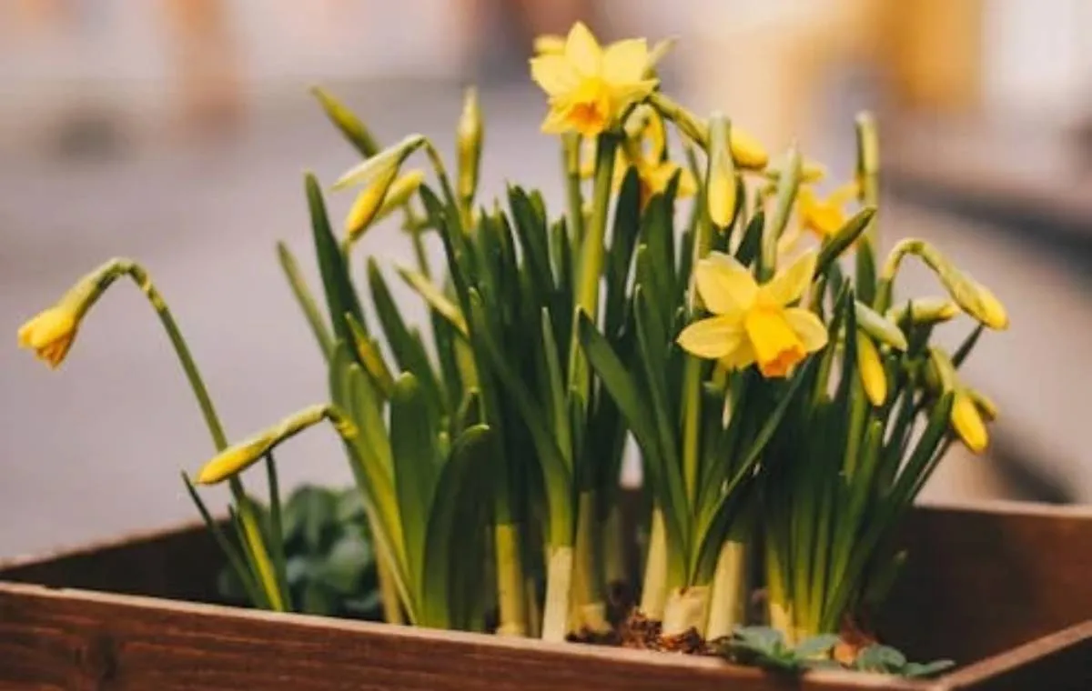 کاشت باغجه‌ای گل نرگس