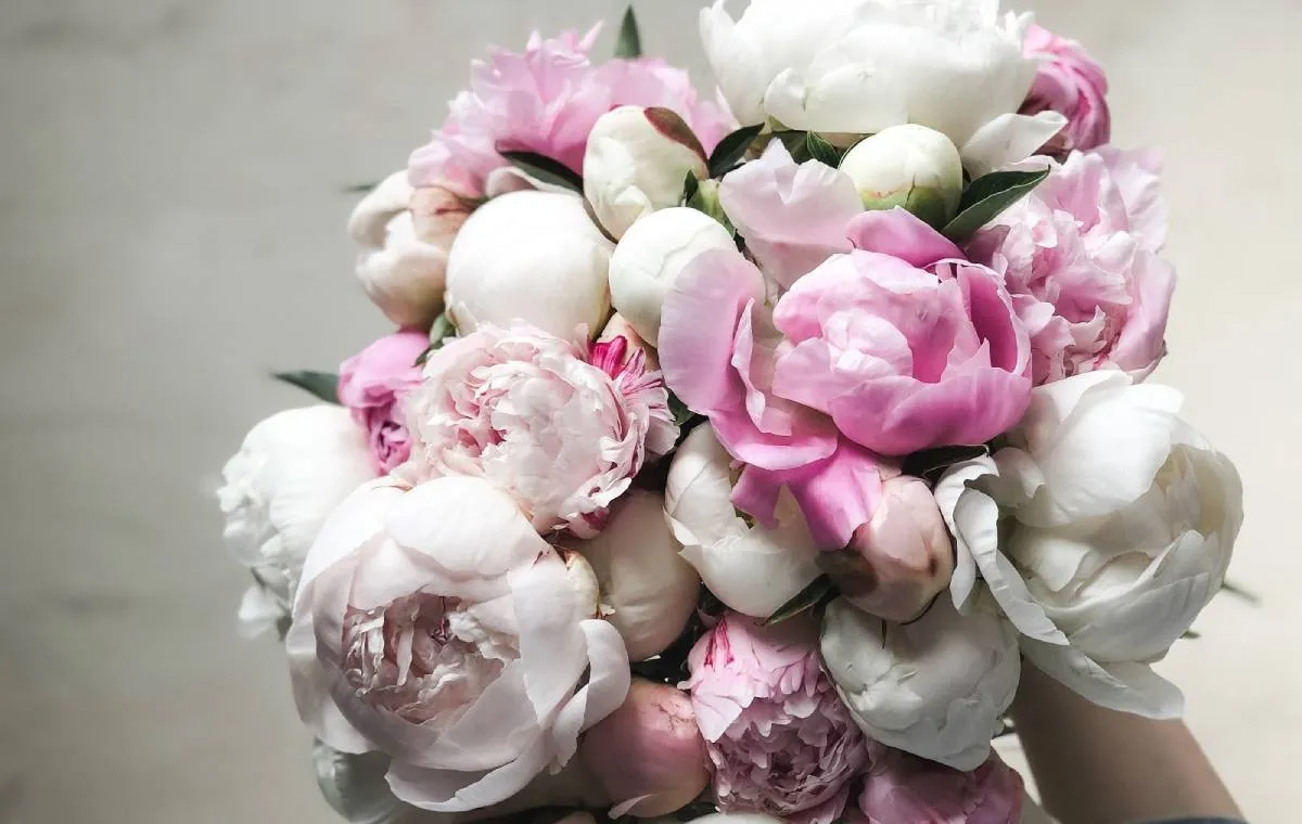 انواع گل پیونی