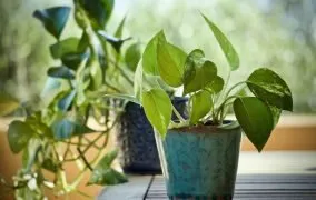 گلدان گل پتوس