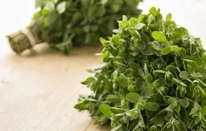 9 خواص مرزنجوش و روش مصرف این گیاه جادویی