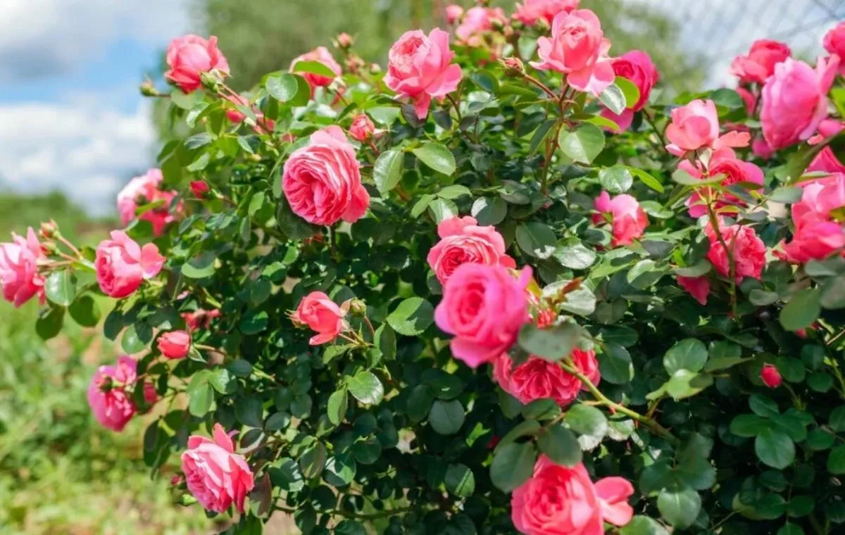 فصل کاشت گل رز