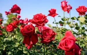 همهچیز دربارهی گل رز