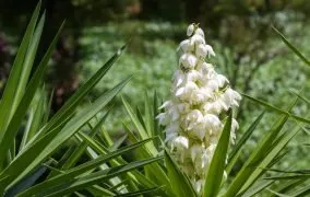 گونه‌های مختلف گل یوکا