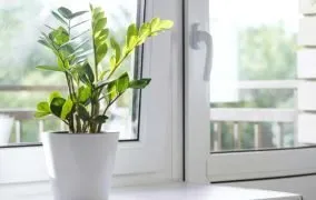 گل زاموفیلیا