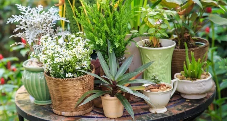 خرید گلدان گیاه 