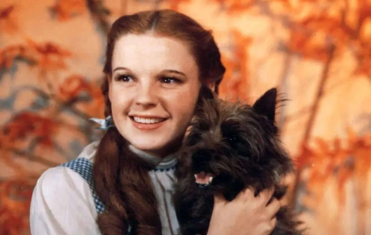 جادوگر شهر از