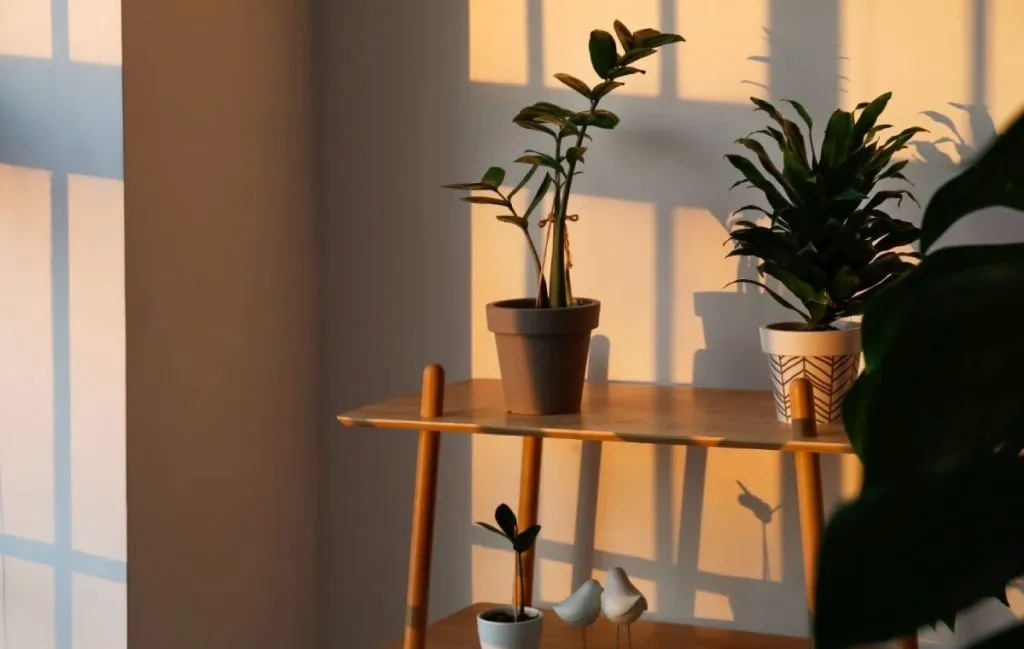 نور کافی برای گیاهان فراهم کنید