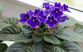 نگهداری از گل بنفشه آفریقایی