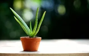 شربت آلوئه ورا خانگی طبیعی و پر خاصیت را چگونه تهیه کنیم؟ 5 اصول مراقبت از گیاه آلوئه ورا چیست؟