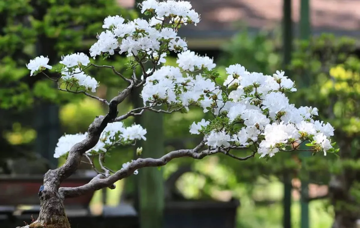 انواع بونسای