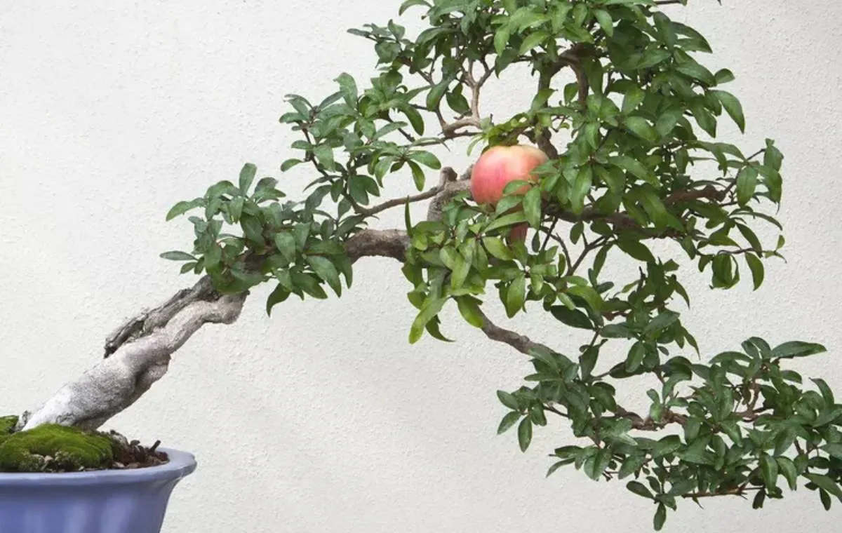 گونههای بونسای