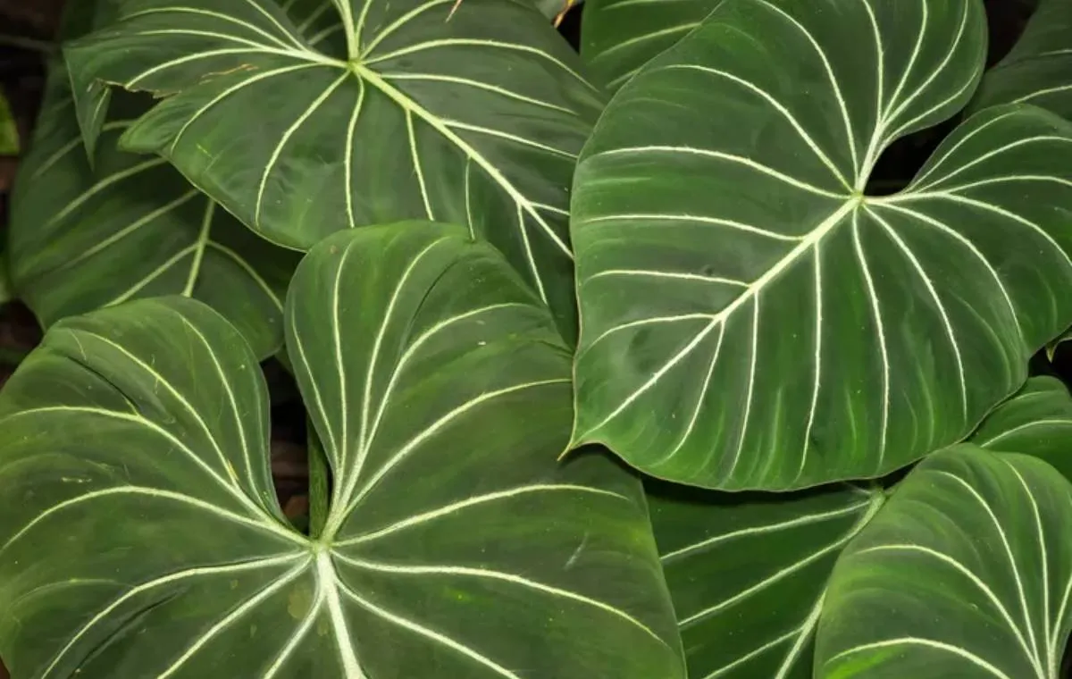 فیلودندرون گلوریوزوم