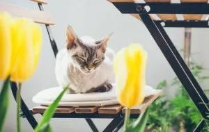 گیاهان بی‌خطر برای حیوانات خانگی 