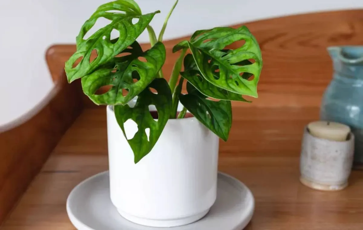 گل مناسب آپارتمان