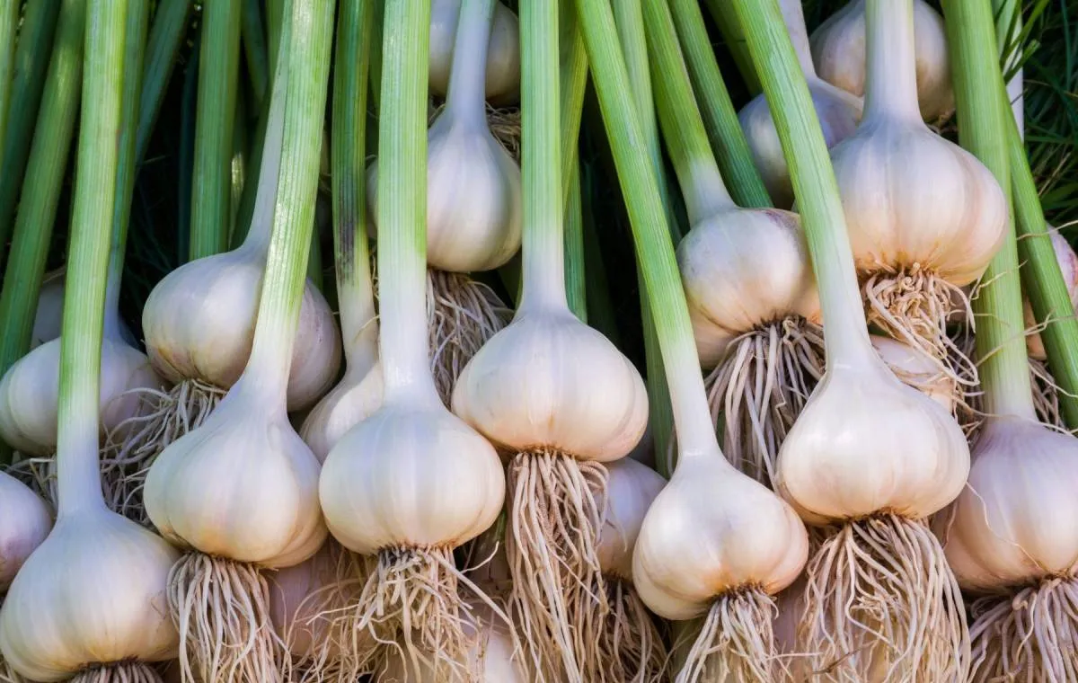 کاشت و پرورش سیر در خانه