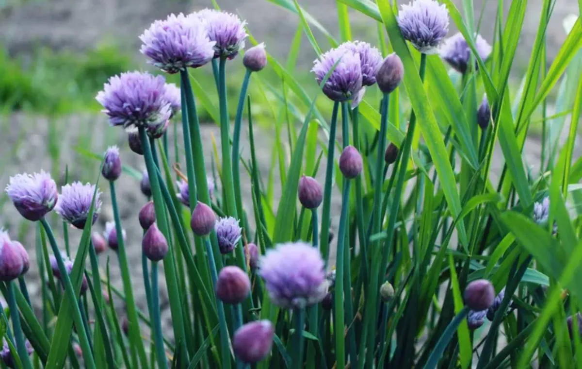 سبزیجاتی که در سرمای زمستان دوام می‌آورند