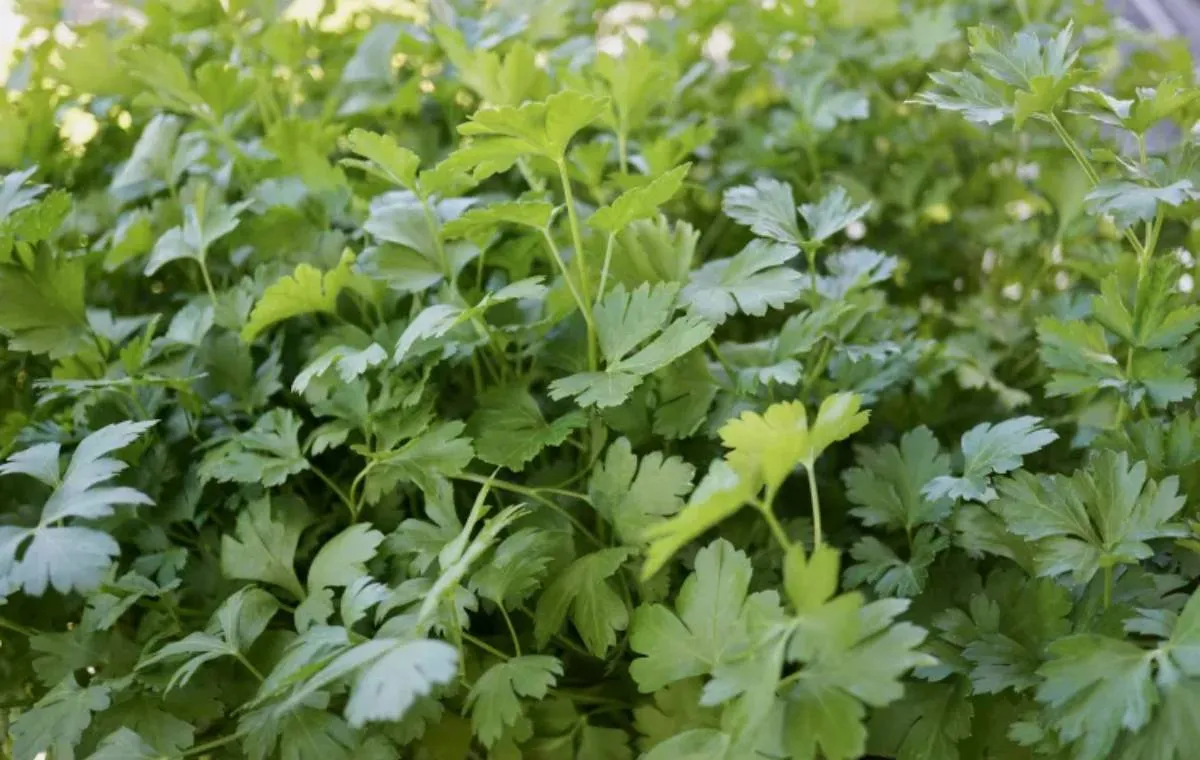 جعفری ایتالیایی 