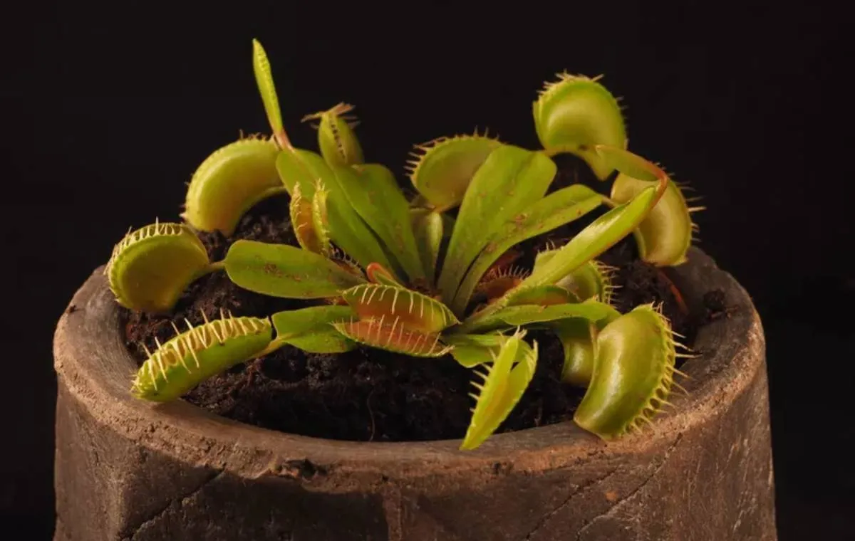 مگس‌خوار ونوسی 