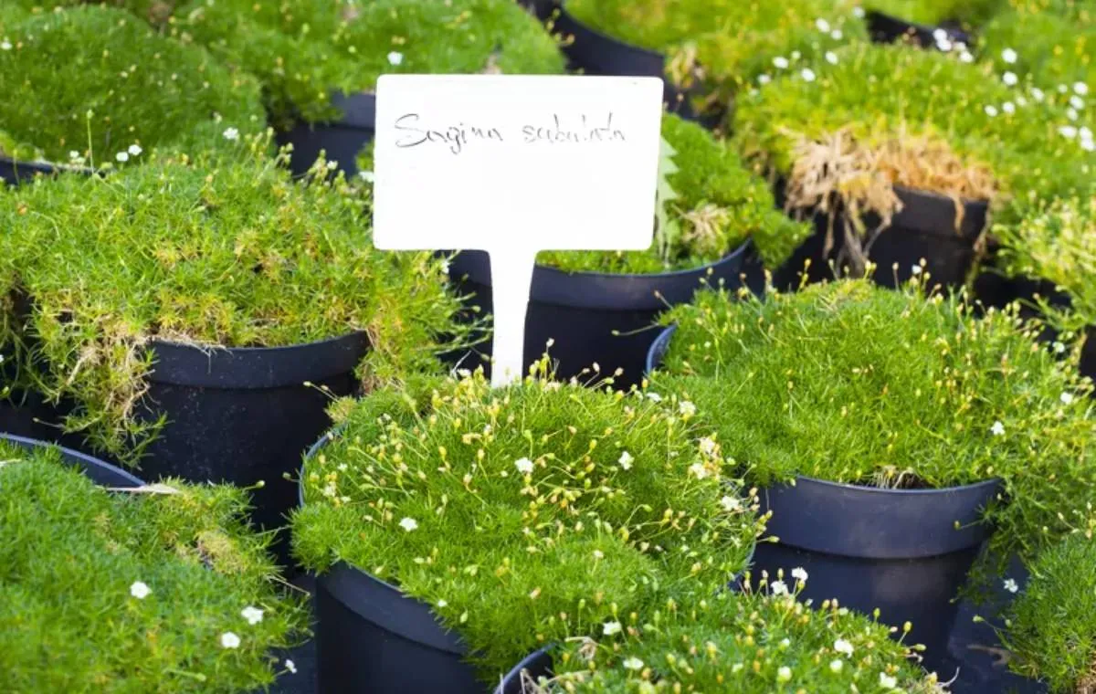 خزه اسکاتلندی