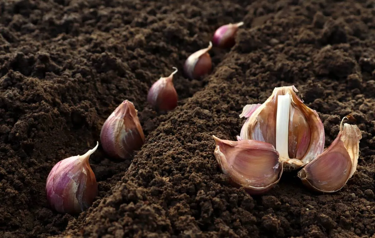 کاشت و پرورش سیر 