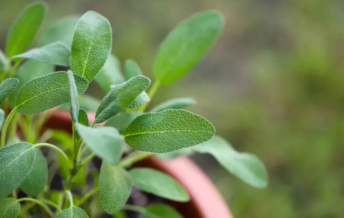 مریم گلی خوراکی 