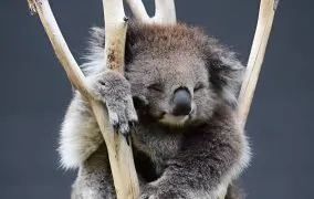 در ستایش بطالت