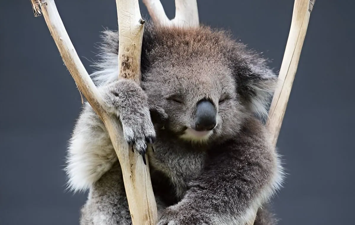 در ستایش بطالت