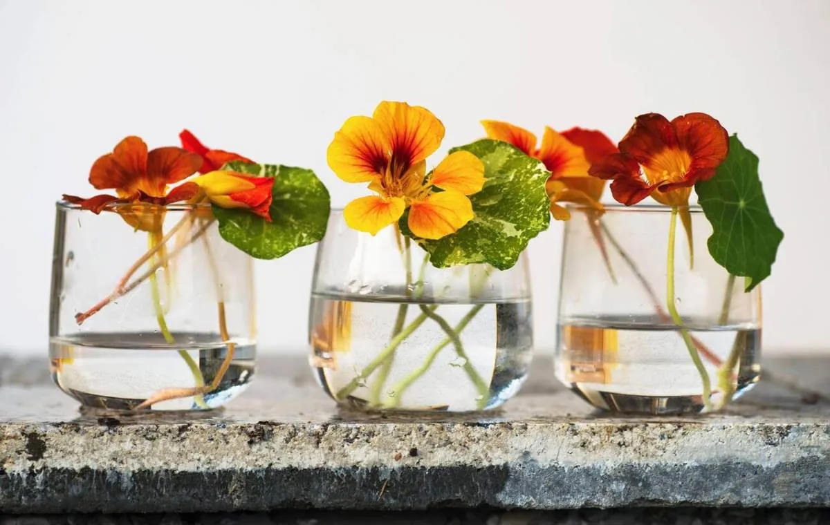 مراقبت روزانه از گل