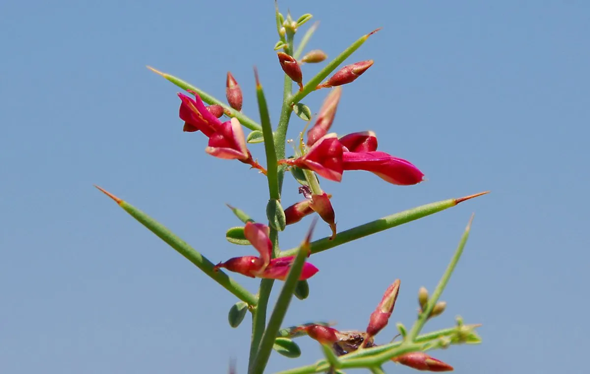 خواص عرق خارشتر