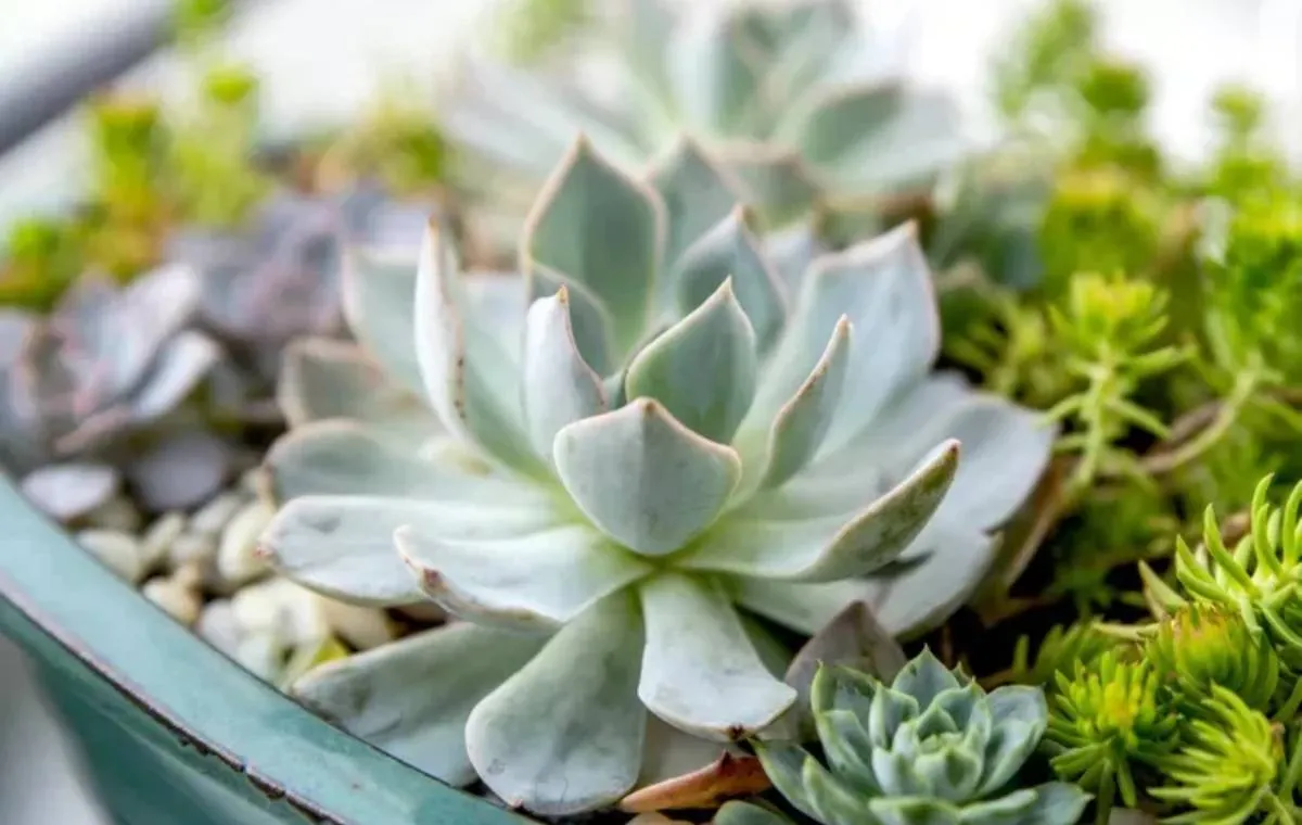 ساکولنت‌های ایمن برای حیوانات خانگی 